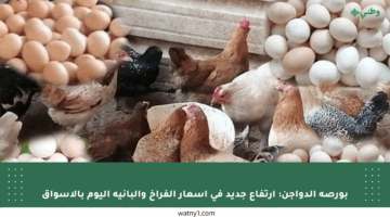 بورصة الدواجن: ارتفاع جديد في أسعار الفراخ والبانيه اليوم بالأسواق